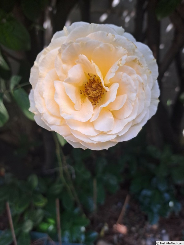 'Bataclan ®' rose photo