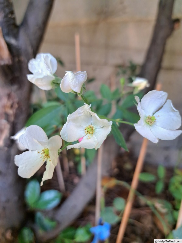 'Frisson Frais' rose photo