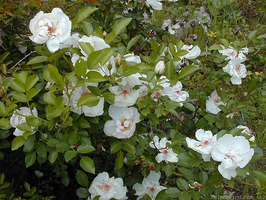 'Jacqueline du Pré (shrub, Harkness before 1986)' rose photo
