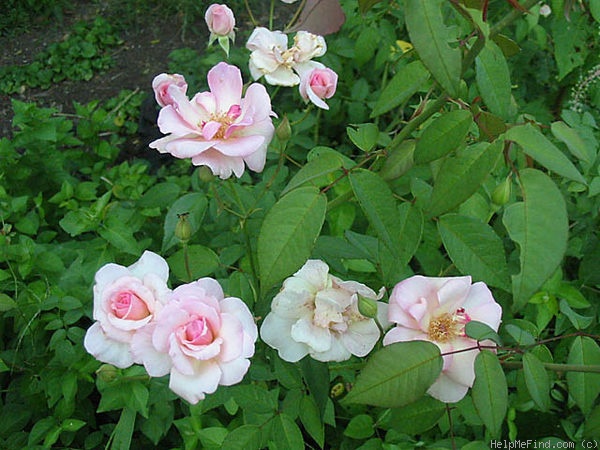 'Souvenir de Madame Ladvocat' rose photo