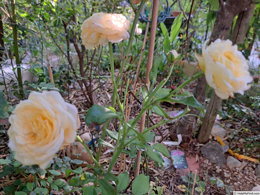 'Domaine de Chantilly®' rose photo
