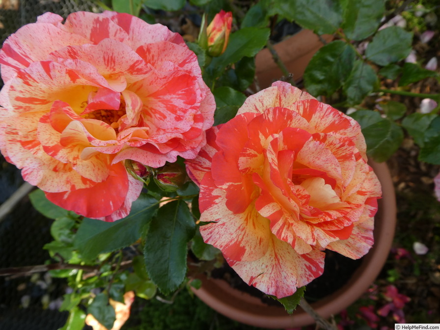 'Alfred Sisley ™' rose photo