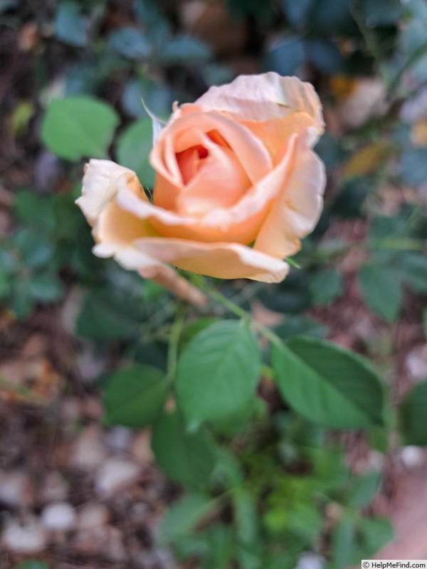 'Diamond Jubilee (hybrid tea, Boerner, 1947)' rose photo