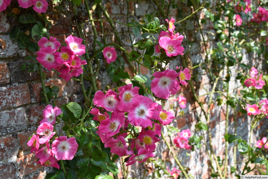 'American Pillar' rose photo