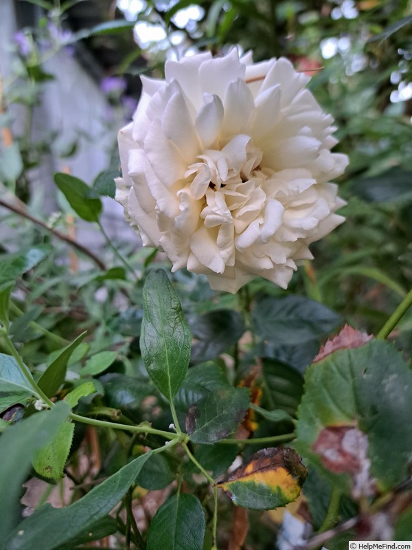 'La Sauvagine Terre et Passion ®' rose photo