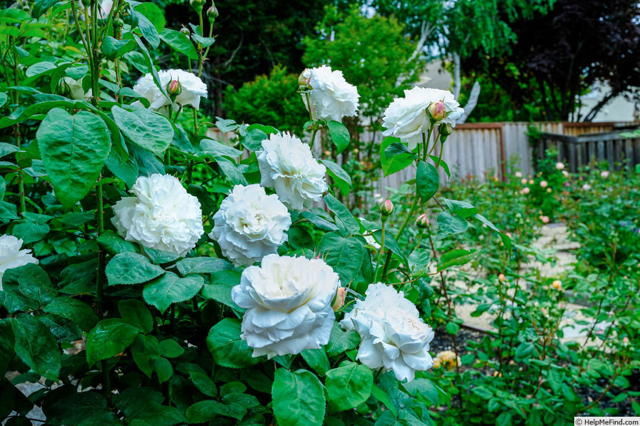 'Winchester Cathedral ®' rose photo