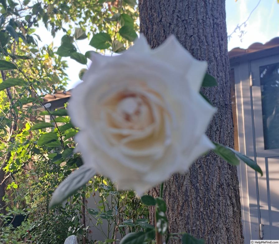 'La Sauvagine Terre et Passion ®' rose photo