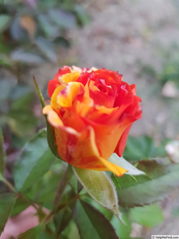 'Oranges 'n' Lemons ™' rose photo