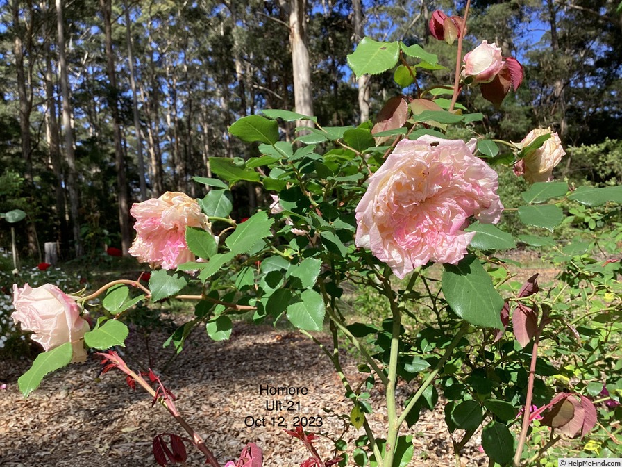 'Homère' rose photo