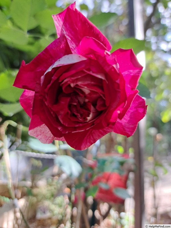 'Berthe Morisot ®' rose photo