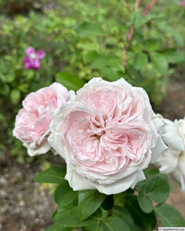 'First Crush™' rose photo