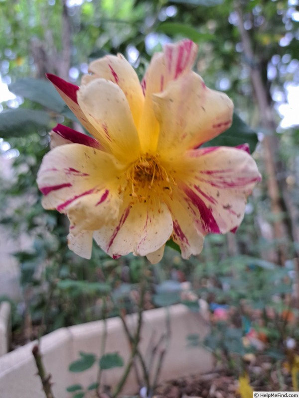 'Maurice Utrillo ™' rose photo