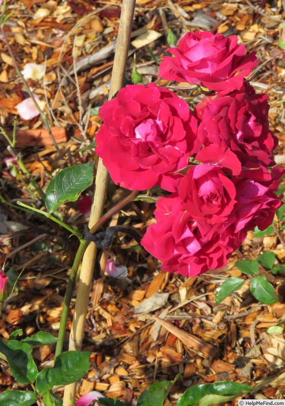 'Red Gem' rose photo