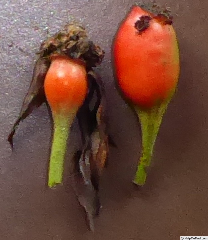 '