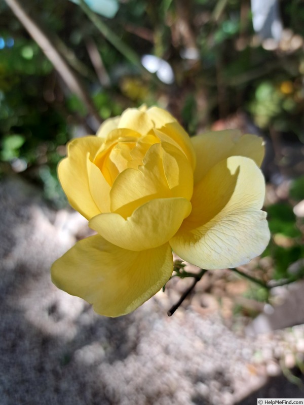 'The Poet's Wife ™' rose photo