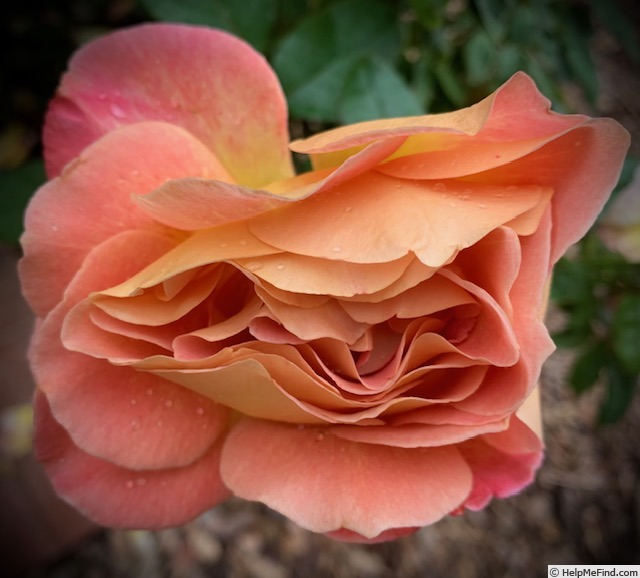 'Rosie The Riveter ™' rose photo