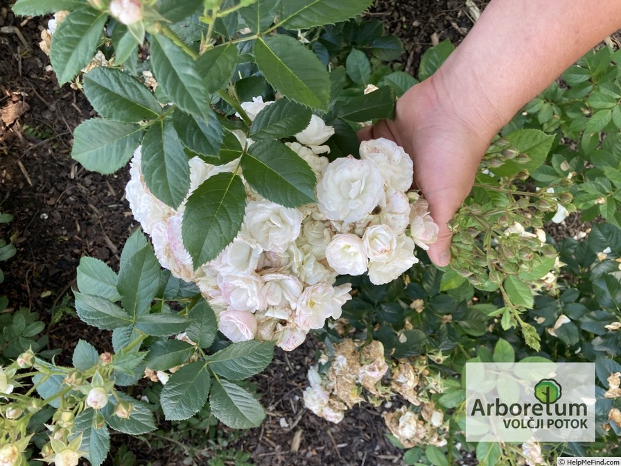 'Ethel' rose photo