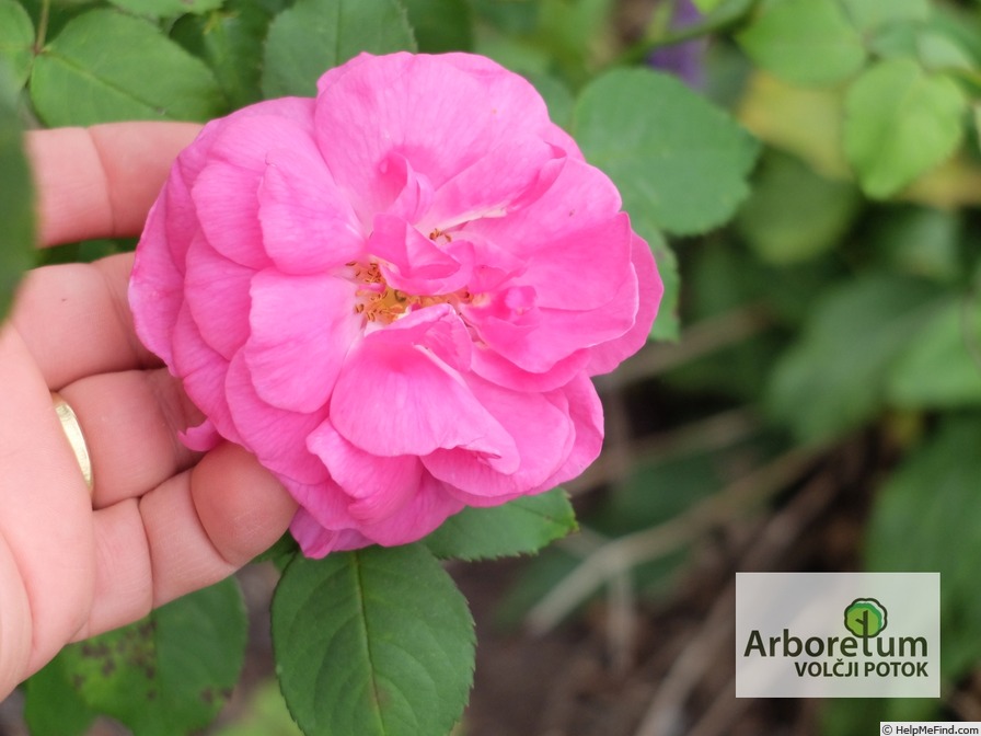 'Amédée de Langlois' rose photo