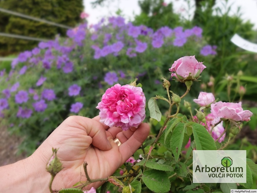 'Jeanne Duval' rose photo