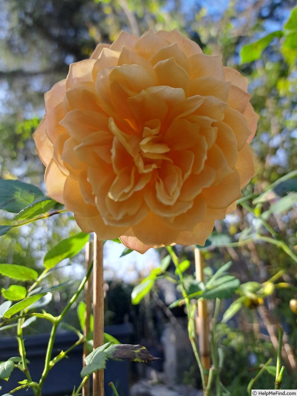 'Grace ® ™ (English Rose, Austin 2001)' rose photo