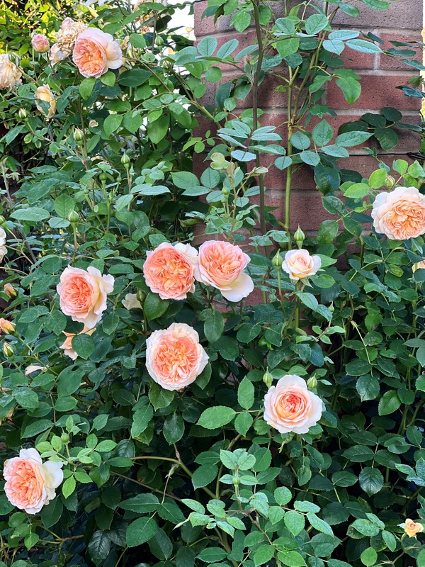 'Bathsheba' rose photo