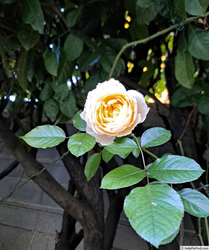 'Covent Garden (floribunda, Harkness 1999)' rose photo