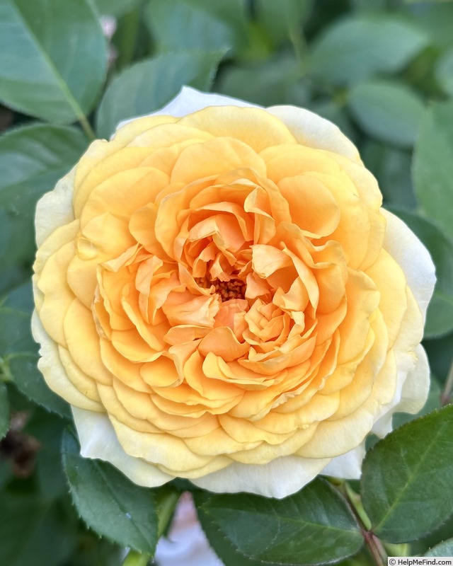 'Beyond Fabulous!' rose photo