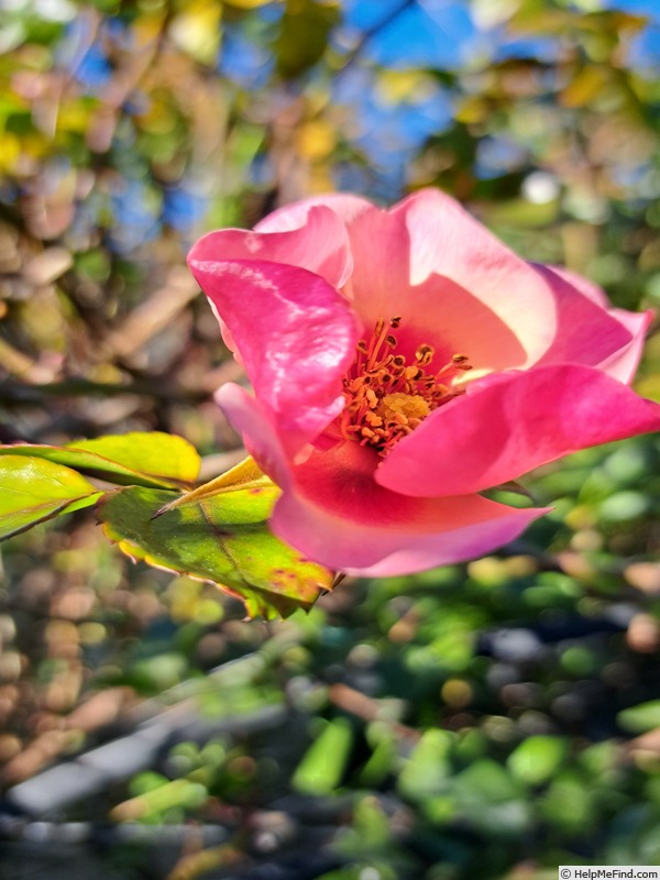 'Peace and Love ® (hybrid hulthemia, Warner, 2006)' rose photo