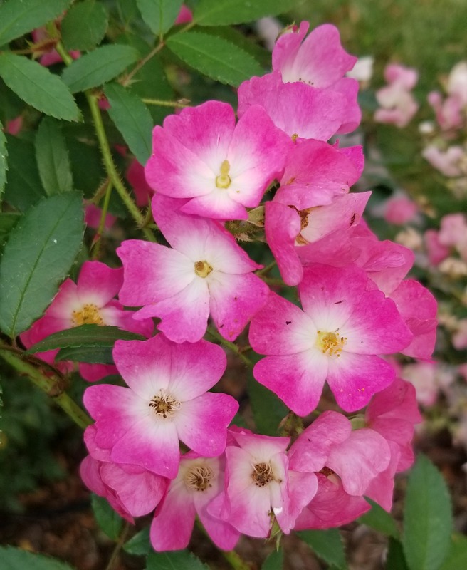 'Ballerina (hybrid musk, Bentall, 1937)' rose photo