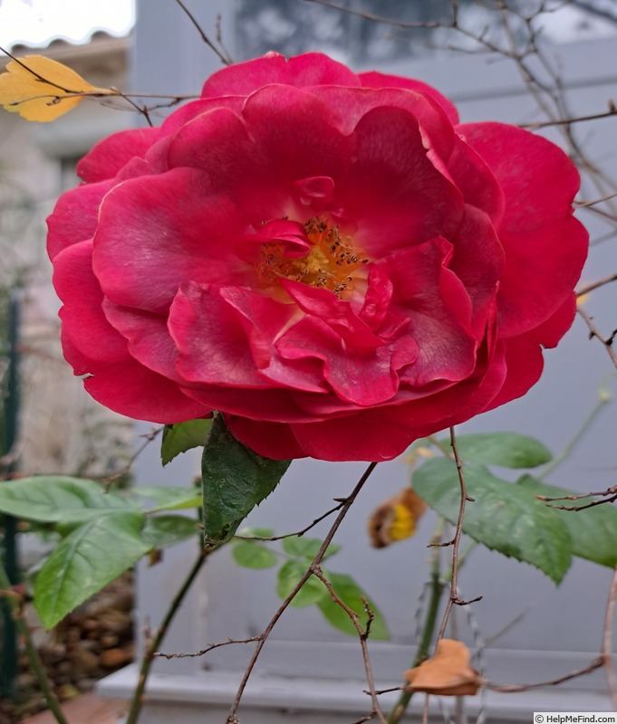 'La rose Monsieur ®' rose photo