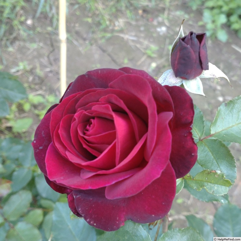 'Amarena' rose photo