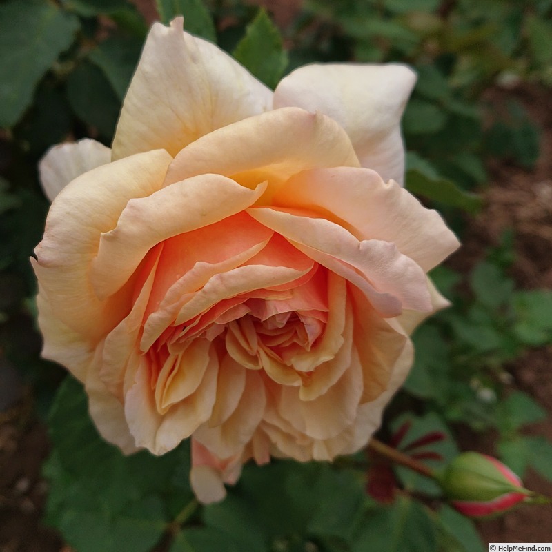 'Feeling Good' rose photo