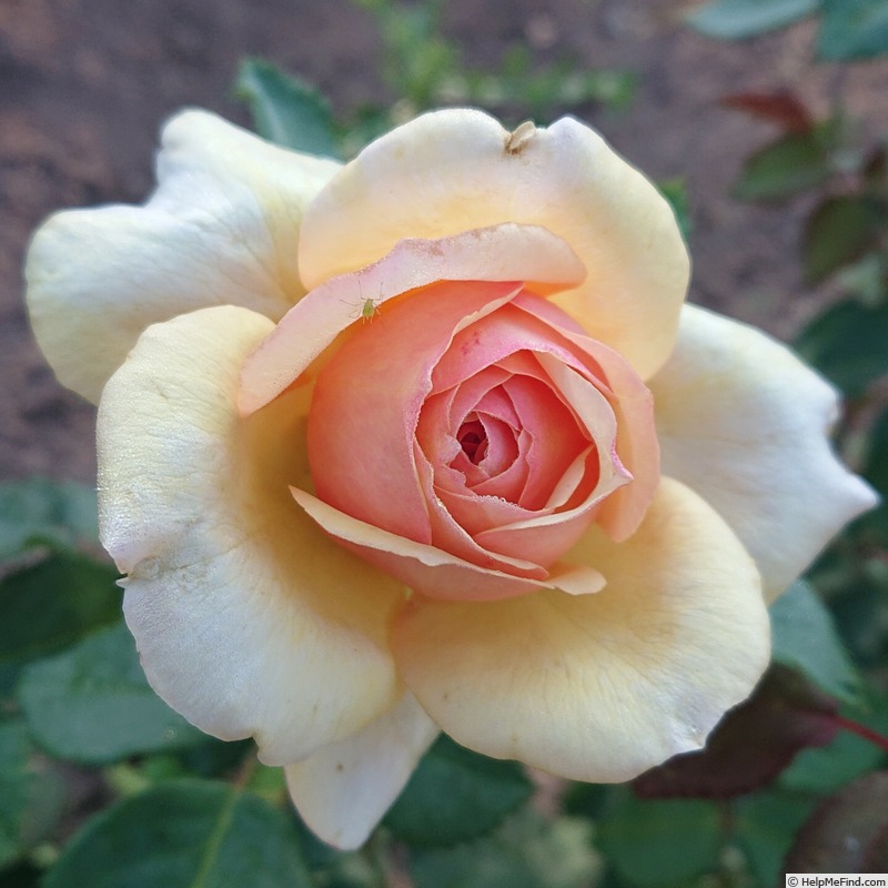 'Feeling Good' rose photo