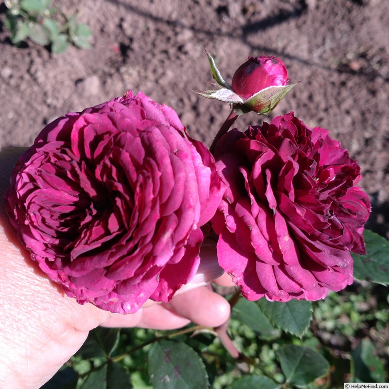 'Avatar' rose photo
