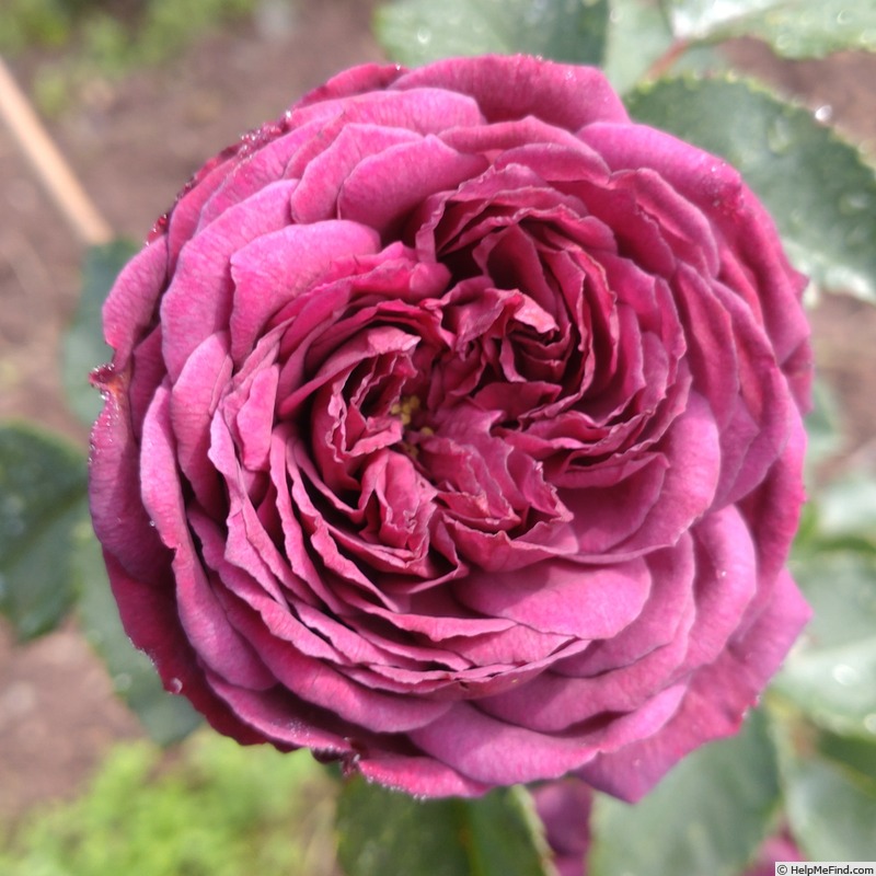 'Avatar' rose photo