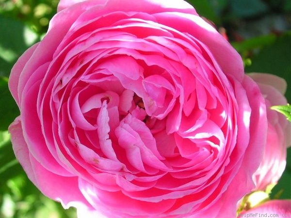 'Reine Victoria (bourbon, Schwartz, 1872)' rose photo