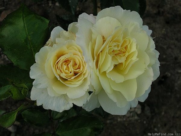 'Prairie Harvest' rose photo