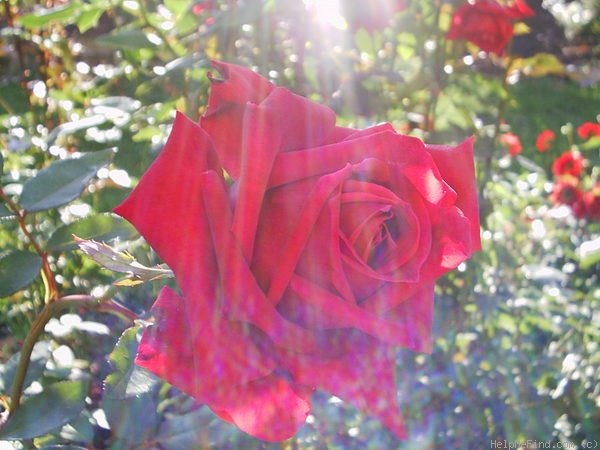 'Christian Dior' rose photo