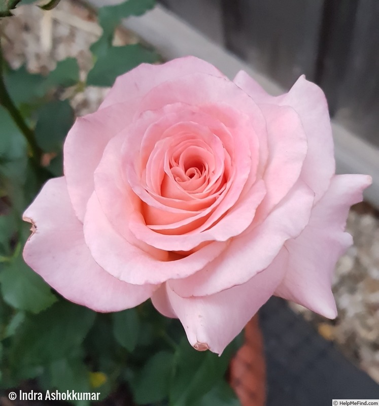 'Melbourne Town' rose photo