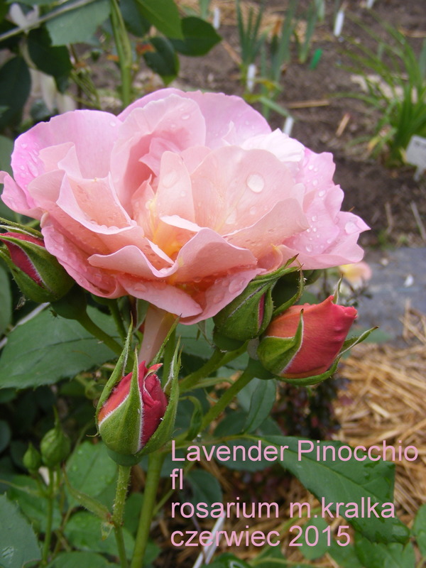 'Lavender Pinocchio (Floribunda, Boerner, 1948)' rose photo
