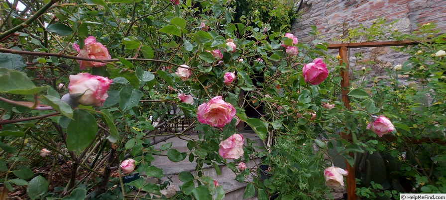 'Homère' rose photo