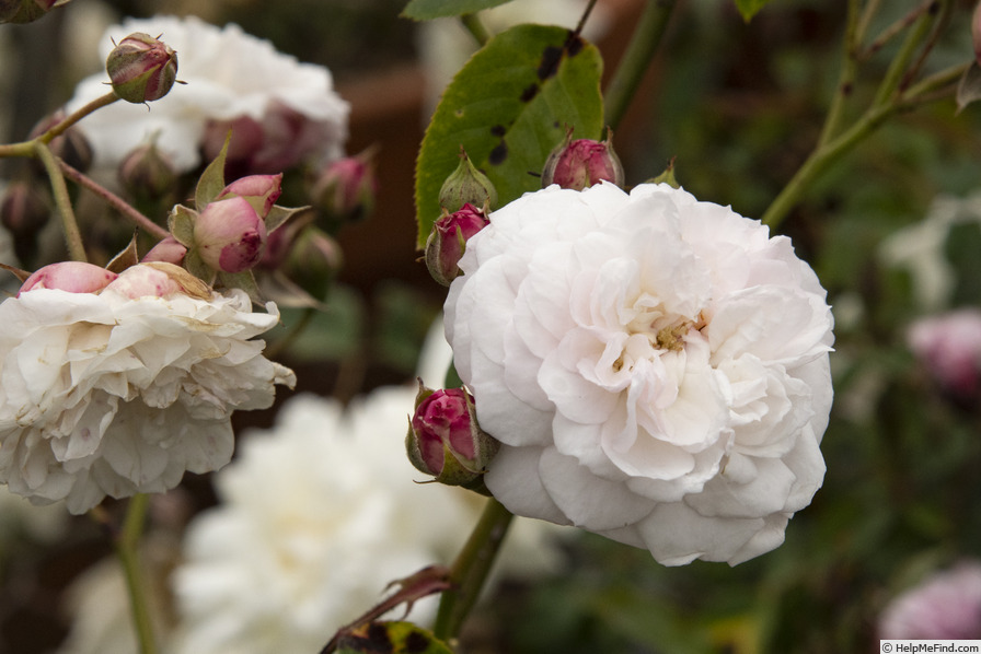 'Caroline Marniesse' rose photo