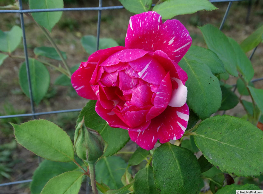 'Careless Love (hybrid tea, Conklin 1955)' rose photo