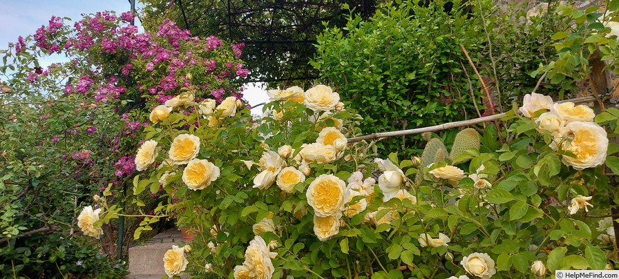'The Pilgrim ®' rose photo