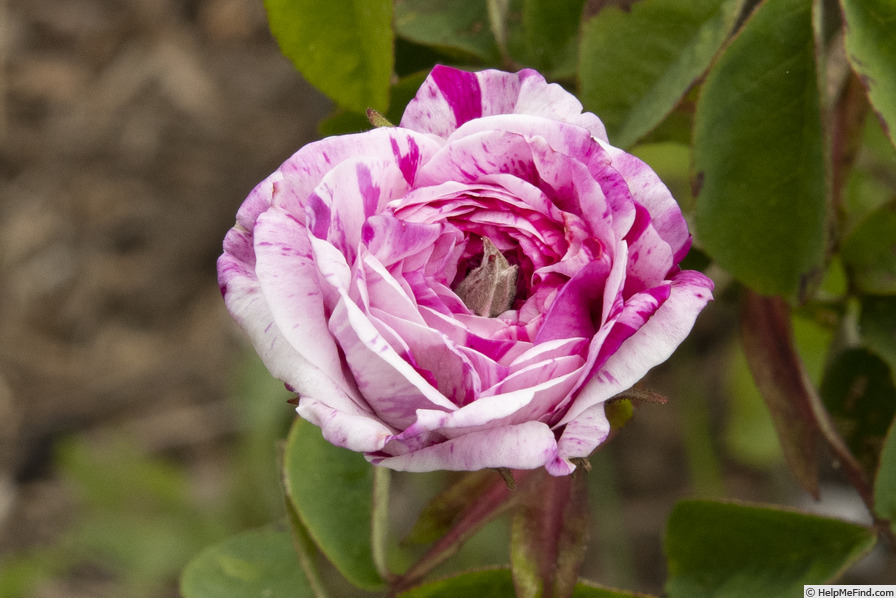 'Tricolore de Flandre' rose photo