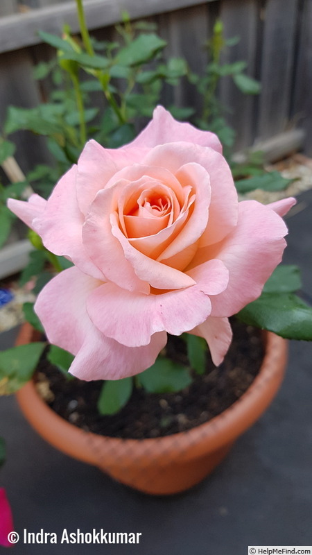 'Melbourne Town' rose photo