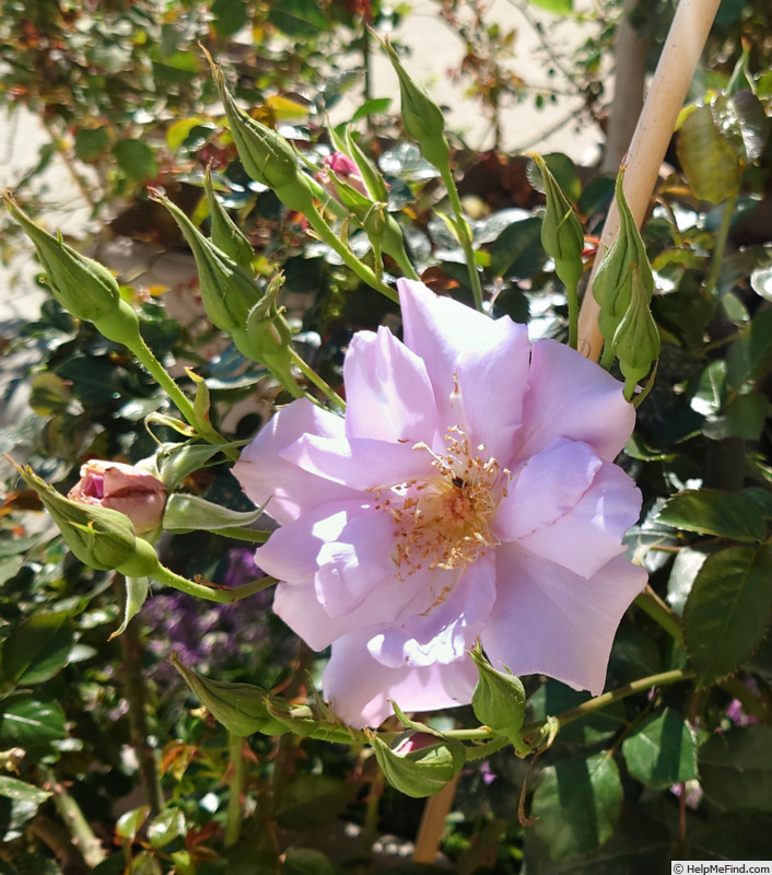 'Lagoon' rose photo