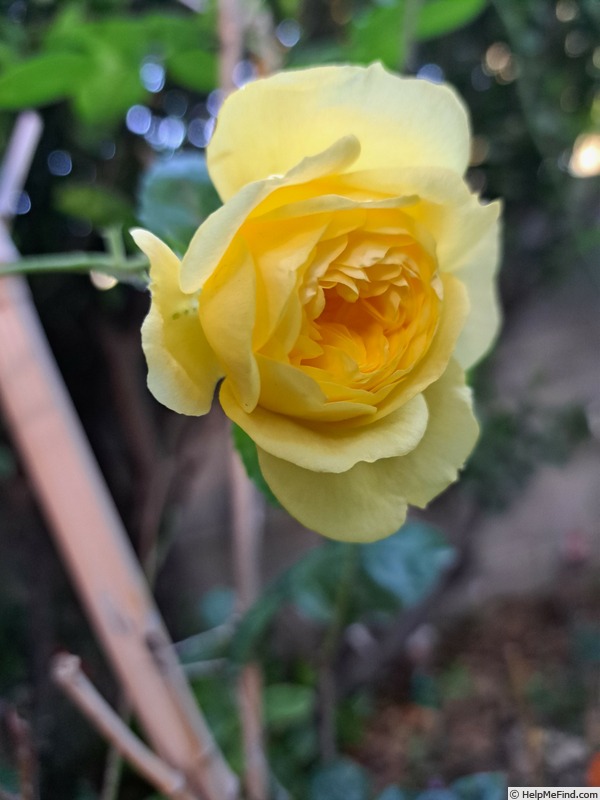'Anny Duperey ®' rose photo
