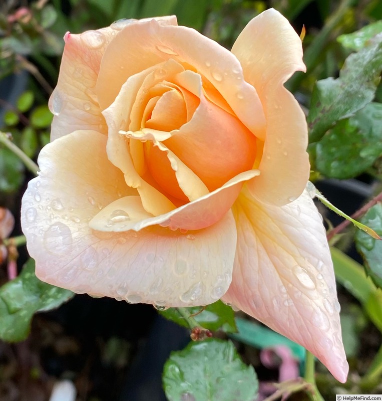 'Chanelle' rose photo
