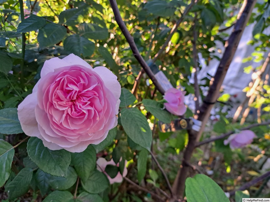 'Olivia Rose Austin ®' rose photo